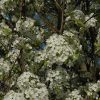 Chanticleer Ornamental Pear #15 - Image 2